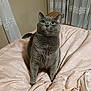 cat, grey_cat, green_eyes, bed, blanket, fluffy, indoor, pet, fur, animal, cute, looking_up, cozy, comfort, furniture, home, curtains, pink, resting, domestic