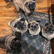 Cassie joined the competition — help win amazing prizes! animal, bare_feet, blur, cat, companion, cute, dog, domestic, floor, furniture, group, home, indoor, looking_up, pet, pug, rug, toenails, waiting, wooden_floor