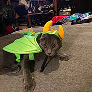 Sharon Butler is registered to the contest to win money with this photo: animal, bed, cat, clothing, costume, curious, cute, dragon, fabric, feline, furniture, gray_cat, green_wings, indoor, looking, lying_down, orange_horns, pet, room, shoes