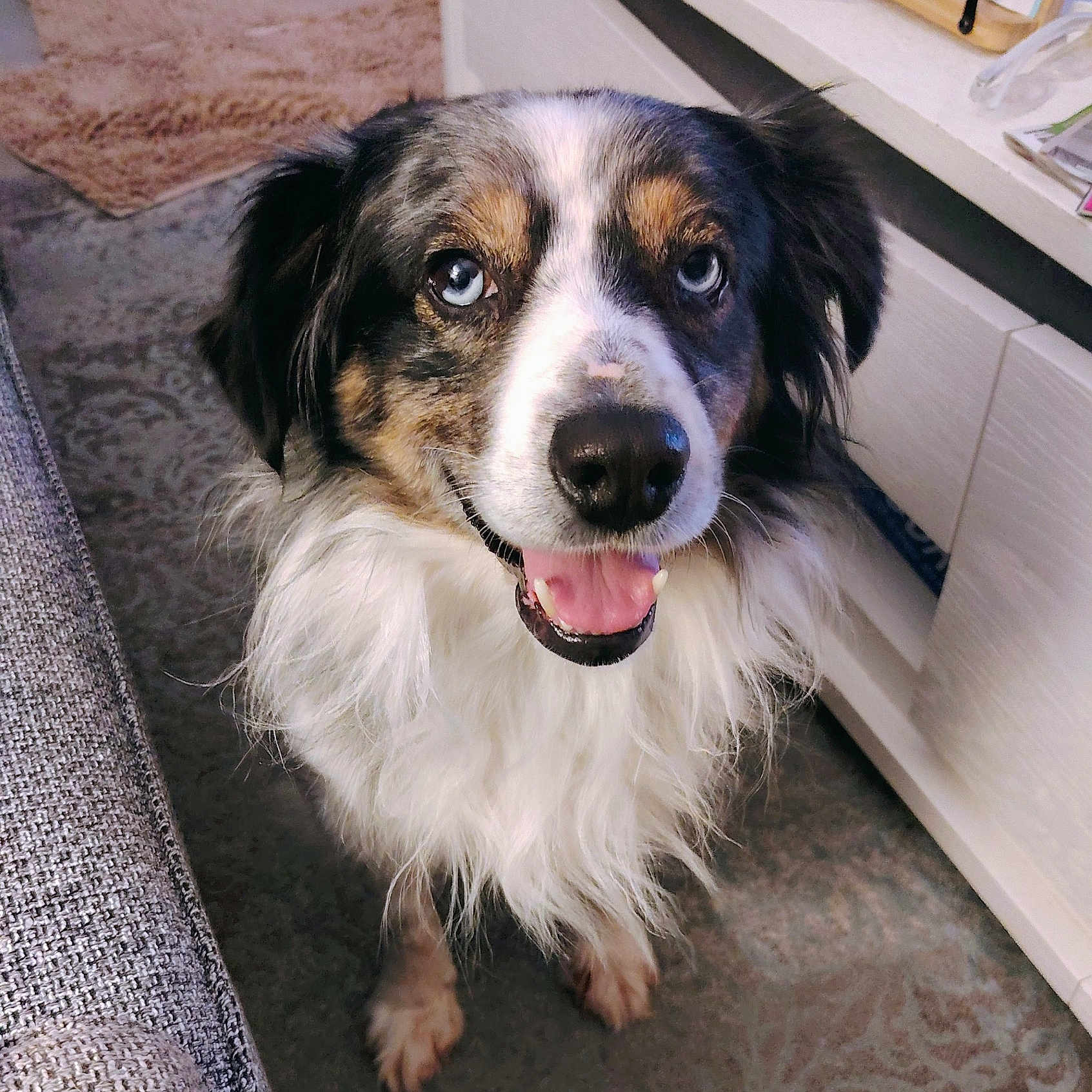 Pixie a rejoint le concours — aidez-le/la à gagner de superbes lots ! dog, blue_eyes, fluffy_fur, indoor, carpet, furniture, tongue_out, happy, pet, canine, close_up, smiling, black_fur, white_fur, brown_fur, ears, nose, paw, looking_up, domestic