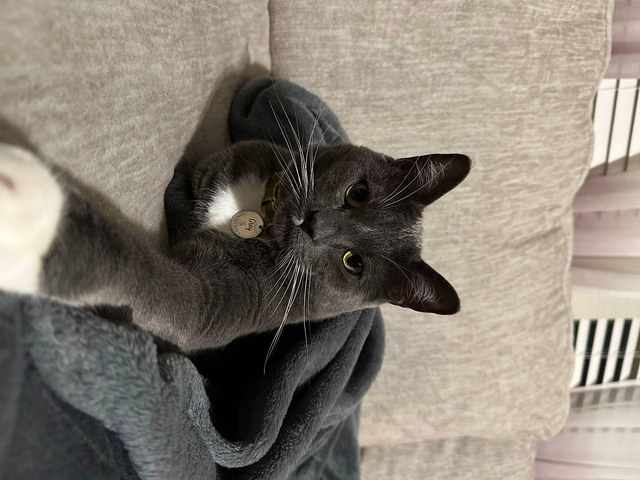 Grey joined the competition — help win amazing prizes! black_cat, carnivore, cat, claw, comfort, domestic_short_haired_cat, ear, felidae, fur, grey, head, leg, plant, russian_blue, small_to_medium_sized_cats, snout, tail, whiskers