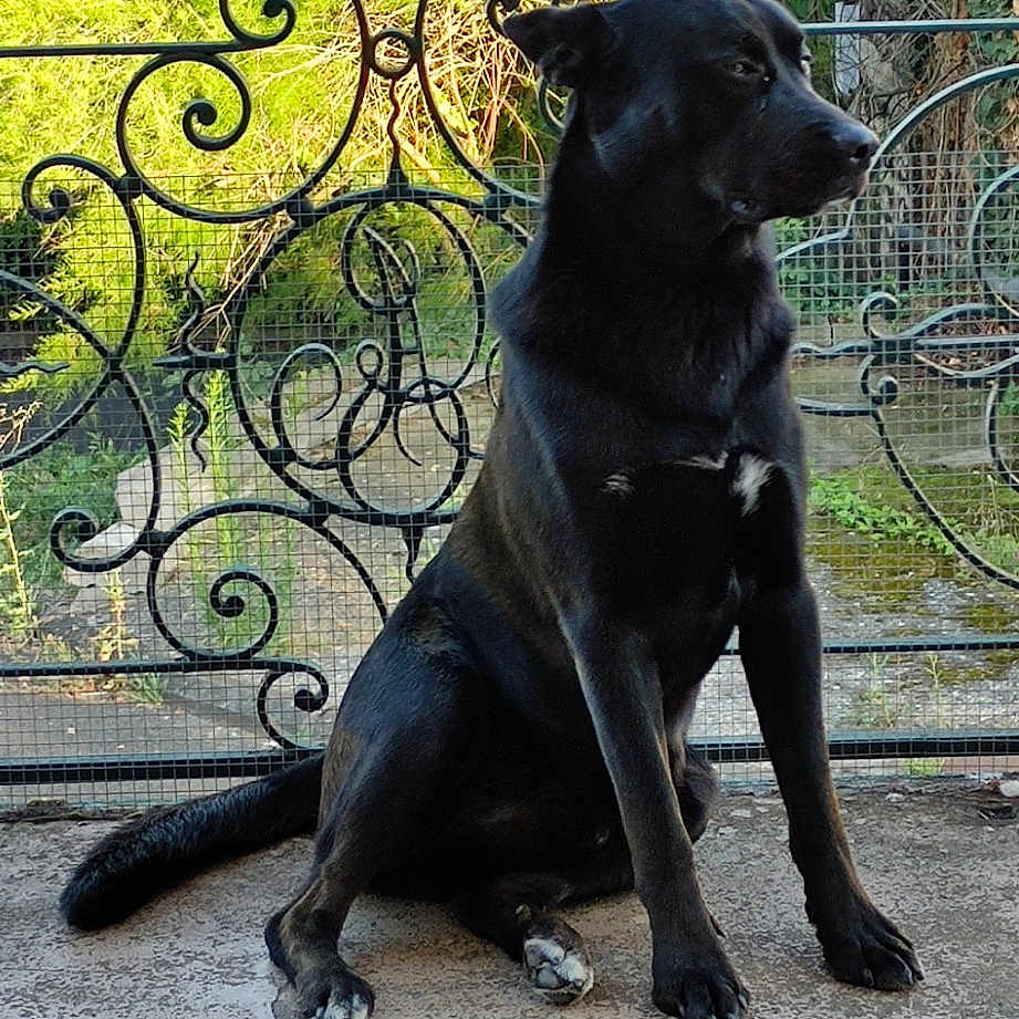 Sisco