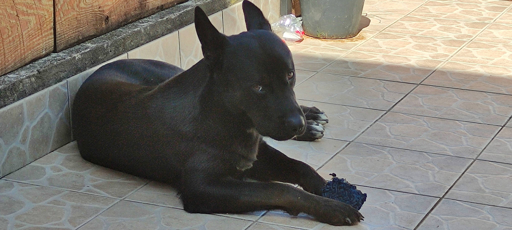 Sisco participe au concours pour gagner de l'argent avec cette photo : carnivore, collar, companion_dog, dog, dog_breed, dog_collar, dog_supply, fawn, flooring, foot, fur, grey, guard_dog, sculpture, snout, tail, terrestrial_animal, whiskers, window, working_animal
