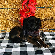 Chewbacca joined the competition — help win amazing prizes! animal, autumn, black_dog, blanket, checkered_pattern, cozy, cute, dog, fall, fur, hay_bale, knitted_sweater, leash, outdoor, pet, portrait, red_leaves, relaxed, resting, small_dog