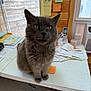 Winston is registered to the contest to win money with this photo: cat, gray_cat, fluffy_cat, table, indoor, curious, wide_eyes, wooden_wall, sticky_notes, cordless_phone, paper, clutter, pet, animal, feline, domestic_cat, looking_at_camera, whiskers, fur, closeup