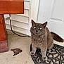 Winston joined the competition — help win amazing prizes! cat, gray_cat, bird, dead_bird, porch, door, mat, concrete, wood, vinyl_siding, animal, pet, outdoor, curious, feline, quiet, still_life, domestic_cat, home, nature