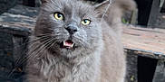 Winston joined the competition — help win amazing prizes! cat, gray_cat, fluffy, pet, animal, outdoor, wooden_steps, yellow_eyes, curious, feline, whiskers, tail, close_up, sitting, nature, daylight, texture, fur, portrait, expression