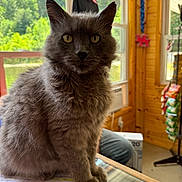 Winston is registered to the contest to win money with this photo: cat, gray_cat, fluffy, indoor, glass_counter, notebook, writing, window, wooden_wall, person, greenery, natural_light, pet, animal, feline, domestic_cat, curious, sitting, closeup, interior
