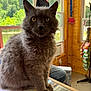 cat, gray_cat, fluffy, indoor, glass_counter, notebook, writing, window, wooden_wall, person, greenery, natural_light, pet, animal, feline, domestic_cat, curious, sitting, closeup, interior