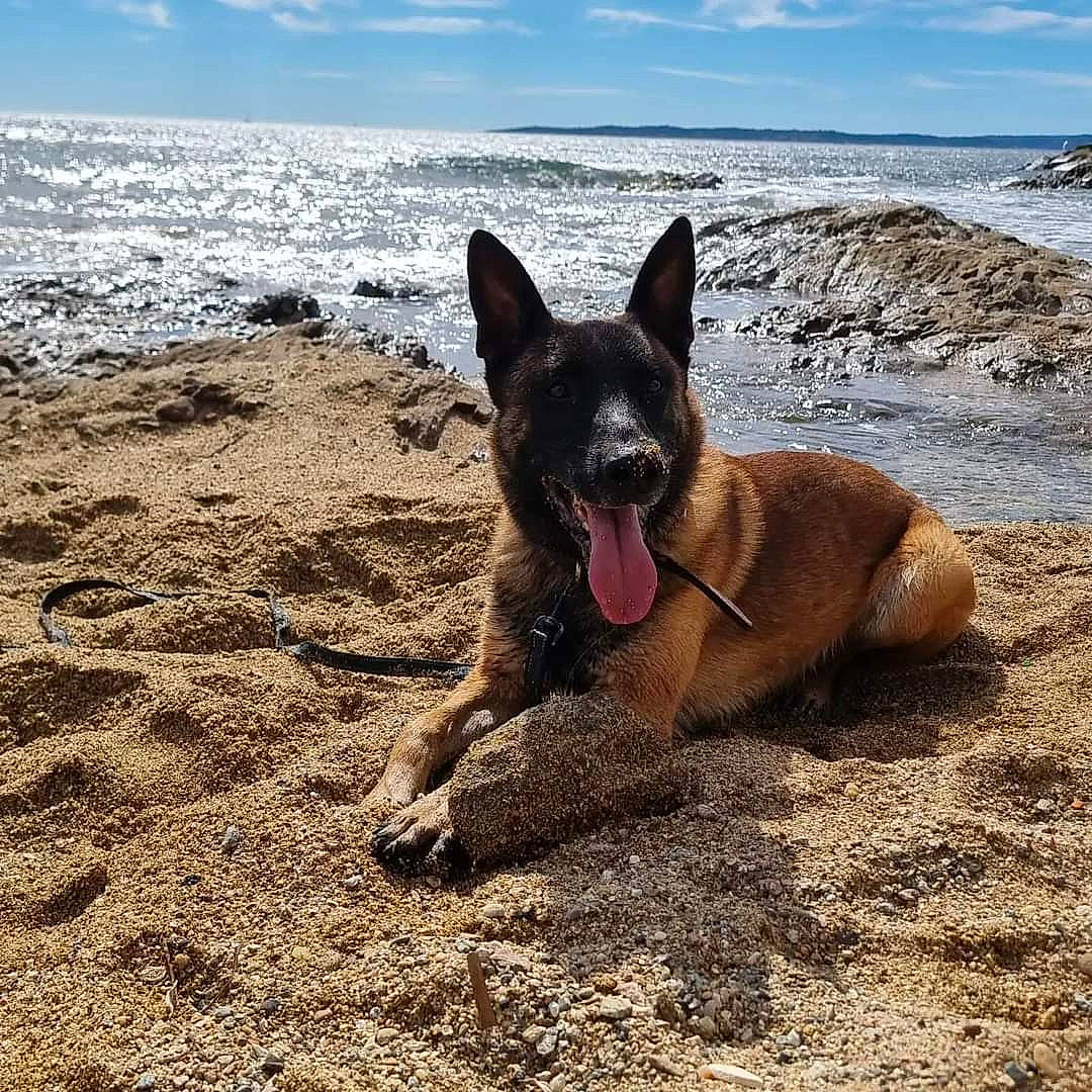 Osky a rejoint le concours — aidez-le/la à gagner de superbes lots ! beach, canidae, carnivore, cloud, companion_dog, dog, dog_breed, dog_supply, fawn, landscape, ocean, rock, sand, sky, snout, sporting_group, terrestrial_animal, water, wind_wave, working_animal