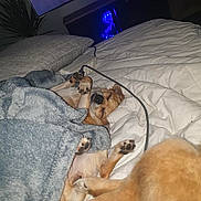 Olia participe au concours pour gagner de l'argent avec cette photo : dog, sleeping, blanket, bed, pillow, indoor, cozy, relaxed, fur, pet, resting, comfort, animal, home, paw, snuggled, computer, technology, blue_light, cable