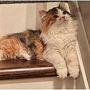 Lucy joined the competition — help win amazing prizes! animal, calm, cat, curious, cute, domestic, feline, fluffy, fur, indoor, paw, pet, portrait, railing, relaxed, resting, stair, tri_color, whiskers, wood