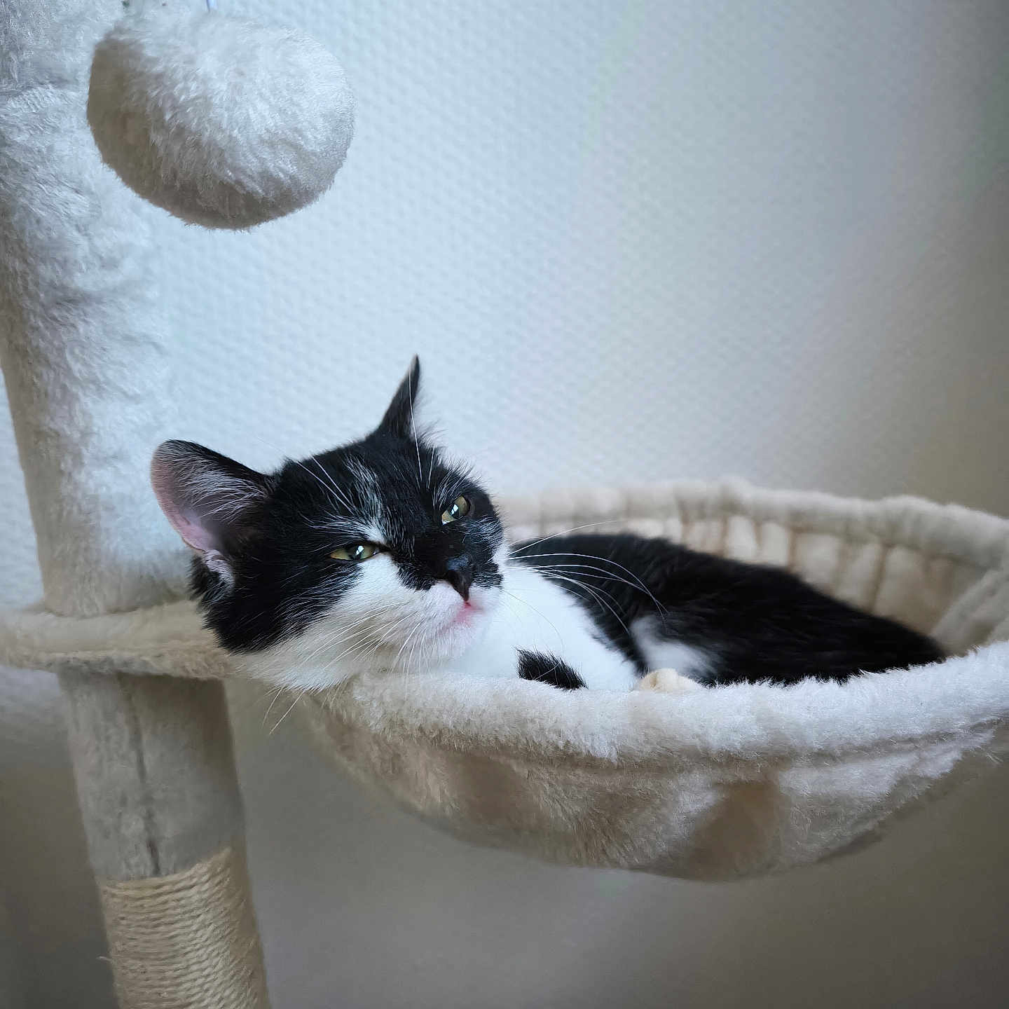 Milou participe au concours pour gagner de l'argent avec cette photo : abyssinian, animal, basket, bed, blackcat, cat, chair, couch, cradle, cushion, furniture, homedecor, indoors, kitten, linen, manx, person, pet, sleeping, toy