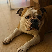 Poppa a rejoint le concours — aidez-le/la à gagner de superbes lots ! animal, brown, bulldog, canine, closeup, dog, domestic, ears, expression, face, flooring, home, indoor, lying_down, paw, pet, portrait, resting, white, wooden_floor