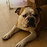 animal, brown, bulldog, canine, closeup, dog, domestic, ears, expression, face, flooring, home, indoor, lying_down, paw, pet, portrait, resting, white, wooden_floor