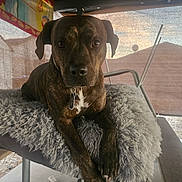 Tiger is registered to the contest to win money with this photo: dog, brindle, pet, cushion, chair, indoor, portrait, animal, fur, paw, collar, tag, looking, resting, furniture, cozy, closeup, relaxed, home, shade
