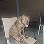 Tiger is registered to the contest to win money with this photo: animal, brindle, chair, collar, concrete_floor, dog, domestic_animal, ears, four_legs, happy, leash, looking_at_camera, metal_frame_chair, night, outdoor, patio, pet, sitting, tail, tongue_out