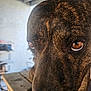 animal, blurred_background, brindle, brown, canine, close_up, cozy, curious, dog, domestic, eyes, face, fur, indoor, nose, pet, reflection, shelf, snout, wooden_table