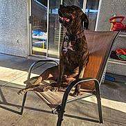 Tiger joined the competition — help win amazing prizes! brindle, chair, cheerful, collar, concrete, dog, domestic_animal, furniture, glass_door, home, metal_frame, outdoor, patio, pet, relaxed, shadow, sitting, smiling, sunlight, tag