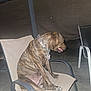 Tiger joined the competition — help win amazing prizes! animal, brindle, canine, chair, collar, concrete, dog, domestic_animal, flash, furniture, leisure, metal, night, outdoor, patio, pet, resting, seat, side_view, tongue