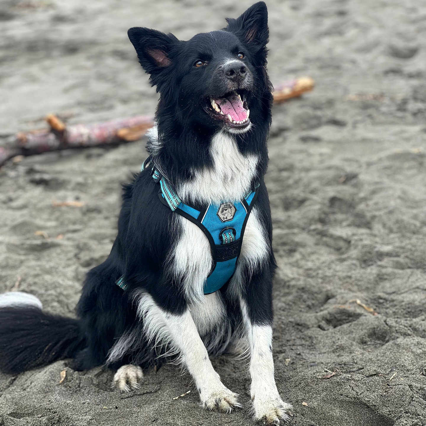 Zero joined the competition — help win amazing prizes! accessories, animal, ball, beach, canine, coast, dog, leash, nature, outdoors, pet, puppy, sea, shoreline, soil, sport, strap, tennis, tennisball, water