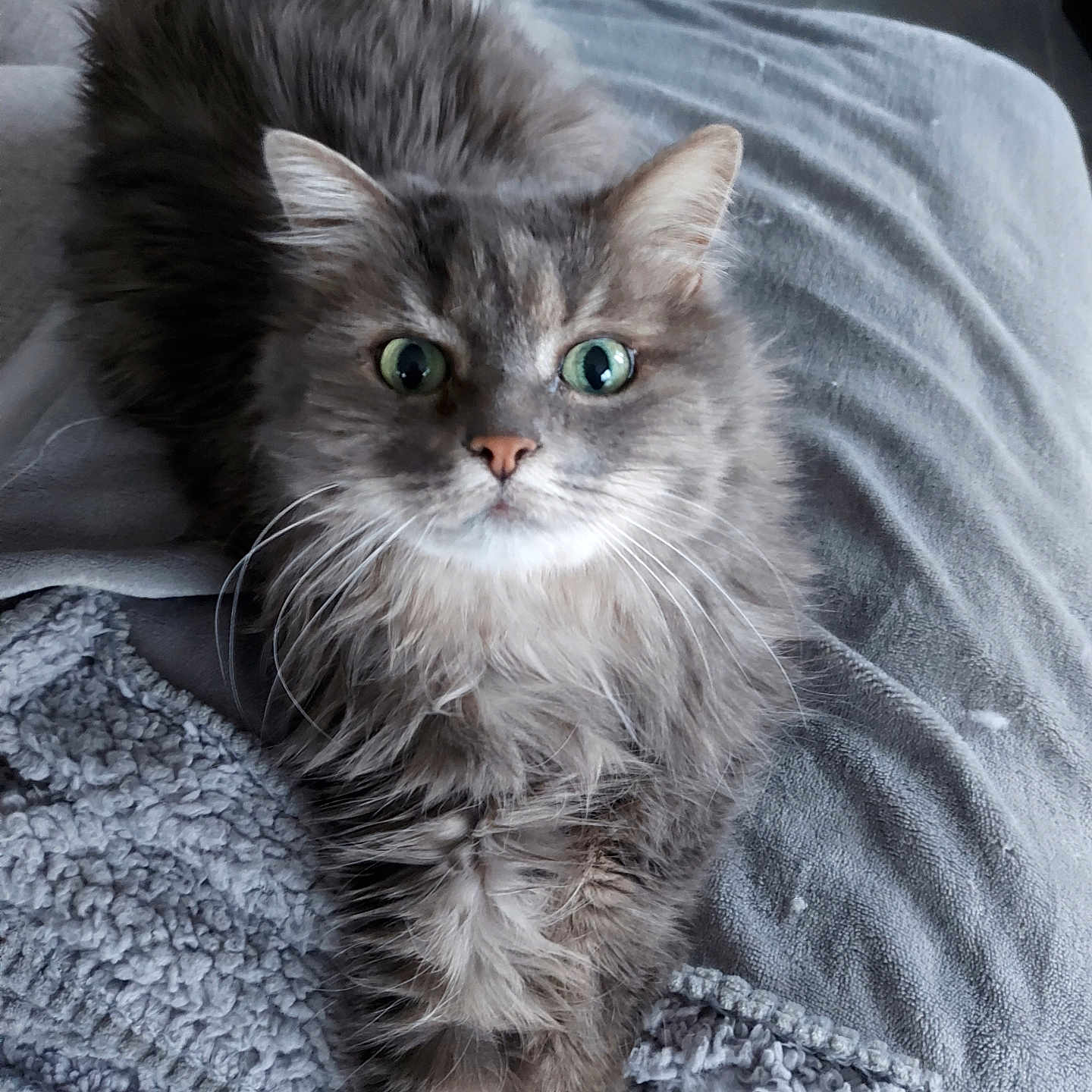 Holympe a rejoint le concours — aidez-le/la à gagner de superbes lots ! abyssinian, angora, animal, bed, bedroom, blanket, cat, couch, cushion, furniture, gray, homedecor, indoors, kitten, linen, manx, pet, quilt, room, slate