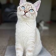 Bmo joined the competition — help win amazing prizes! animal, blue_eyes, blurred_background, cat, close_up, cream_fur, curious, cute, domestic_cat, feline, focused, fur_texture, indoor, looking_up, pet, portrait, sitting, soft_light, whiskers, young_cat