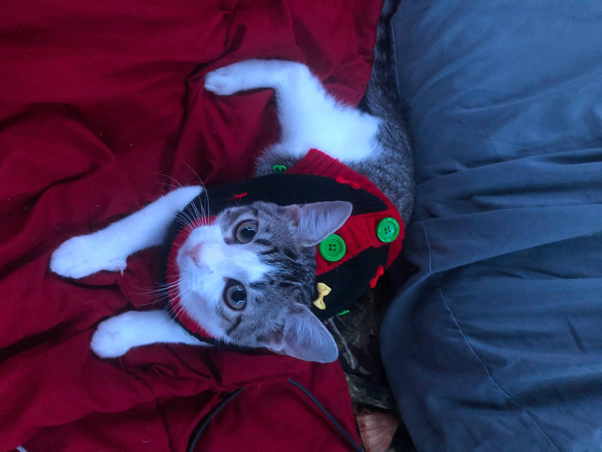 Finn joined the competition — help win amazing prizes! canidae, carmine, carnivore, cat, claw, comfort, companion_dog, domestic_short_haired_cat, felidae, foot, fur, lap, linens, sleeve, small_to_medium_sized_cats, snout, sporting_group, tail, tree, whiskers