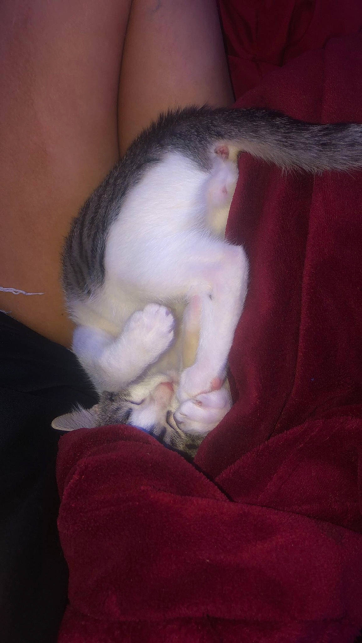 Finn joined the competition — help win amazing prizes! carnivore, cat, claw, comfort, companion_dog, dog_breed, ear, fawn, felidae, foot, fur, gesture, human_leg, lap, nail, paw, small_to_medium_sized_cats, tail, thigh, whiskers