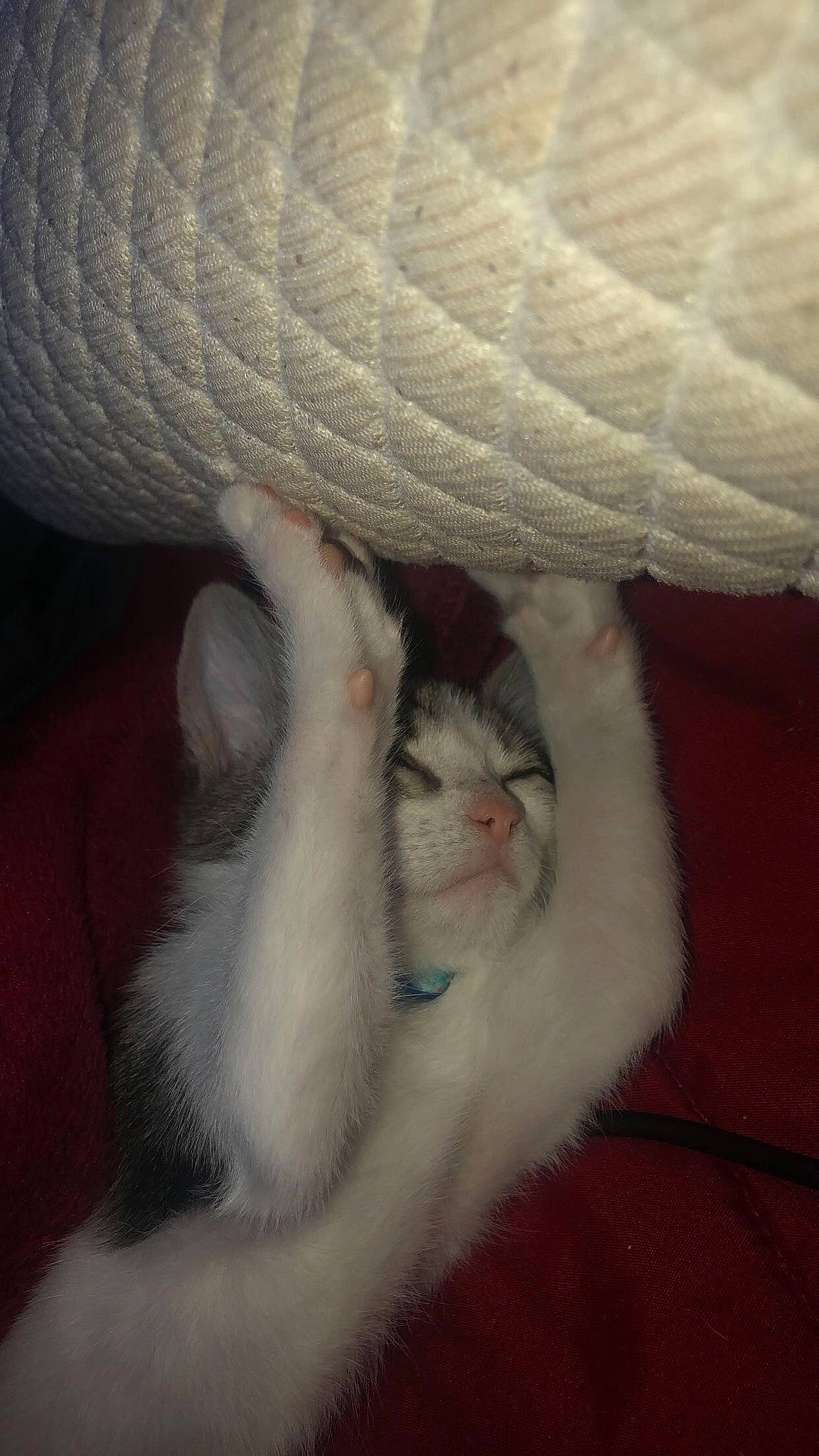 Finn joined the competition — help win amazing prizes! carnivore, cat, comfort, eye, felidae, fur, hat, linens, paw, small_to_medium_sized_cats, snout, tail, thread, whiskers, wool, woolen, woven_fabric