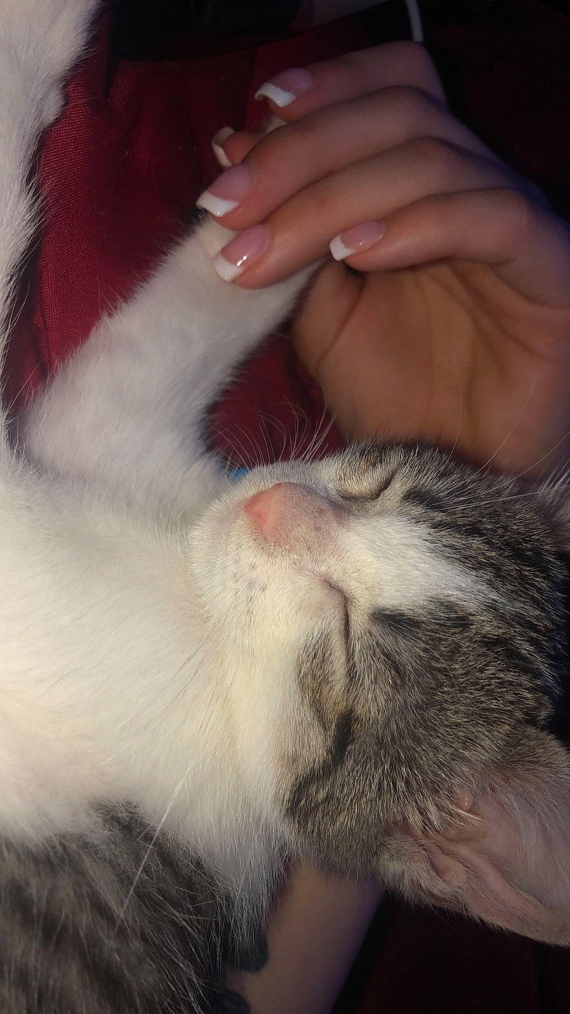 Finn joined the competition — help win amazing prizes! carnivore, cat, claw, domestic_short_haired_cat, ear, fawn, felidae, finger, foot, fur, gesture, hand, human_leg, nail, paw, small_to_medium_sized_cats, snout, tail, toe, whiskers