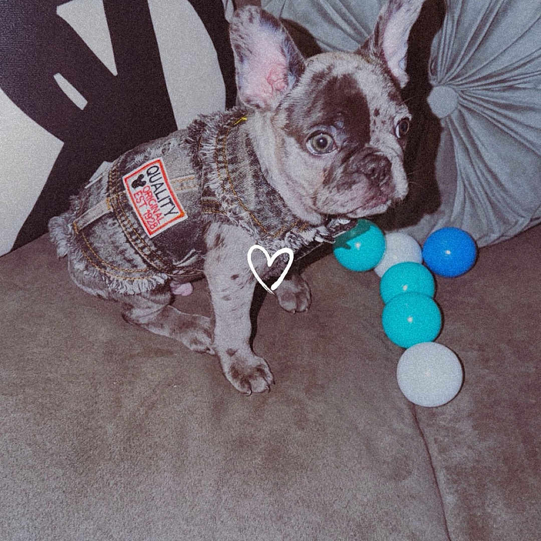 Fivio is registered to the contest to win money with this photo: alert, ball, blue, couch, cute, denim_jacket, dog, fabric, french_bulldog, indoor, patch, pet, pillow, playful, puppy, seated, small, soft, spotted, white