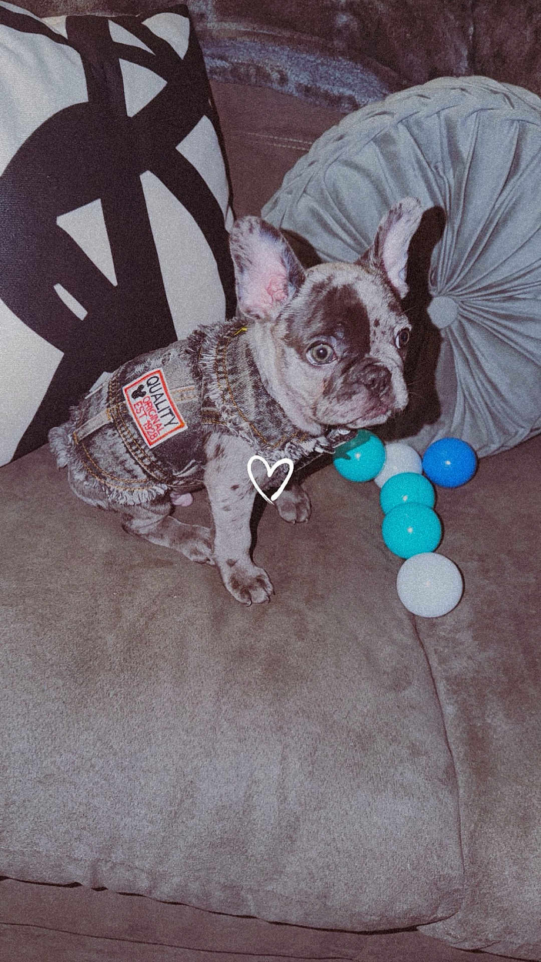 Fivio is registered to the contest to win money with this photo: alert, ball, blue, couch, cute, denim_jacket, dog, fabric, french_bulldog, indoor, patch, pet, pillow, playful, puppy, seated, small, soft, spotted, white