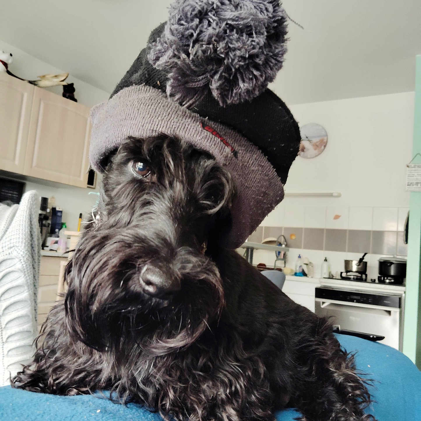 Sisi a rejoint le concours — aidez-le/la à gagner de superbes lots ! animal, black_dog, blue_surface, canine, companion, cozy, cute, cute_pet, dog, domestic, fluffy, friendly, fur, indoor, kitchen, knit_hat, pet, pom_pom, portrait, relaxed