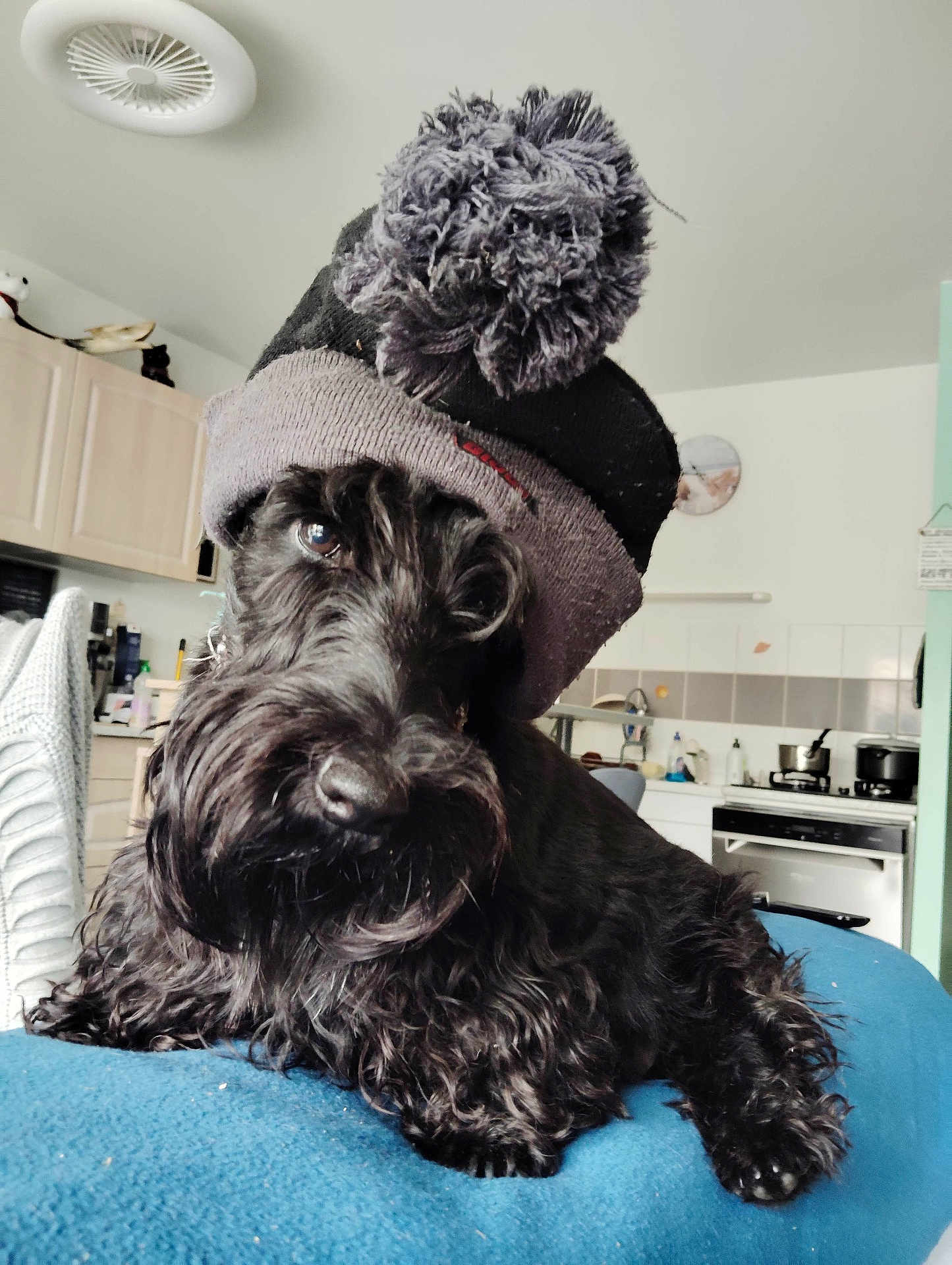 Sisi a rejoint le concours — aidez-le/la à gagner de superbes lots ! dog, black_dog, knit_hat, pom_pom, pet, indoor, kitchen, fur, cute, animal, canine, relaxed, blue_surface, cozy, companion, domestic, cute_pet, portrait, fluffy, friendly