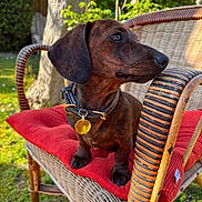 Cookie participe au concours pour gagner de l'argent avec cette photo : dachshund, dog, pet, wicker_chair, red_cushion, collar, garden, outdoor, grass, tree, sunlight, animal, mammal, cute, sitting, side_view, nature, relaxing, furniture, domestic_animal