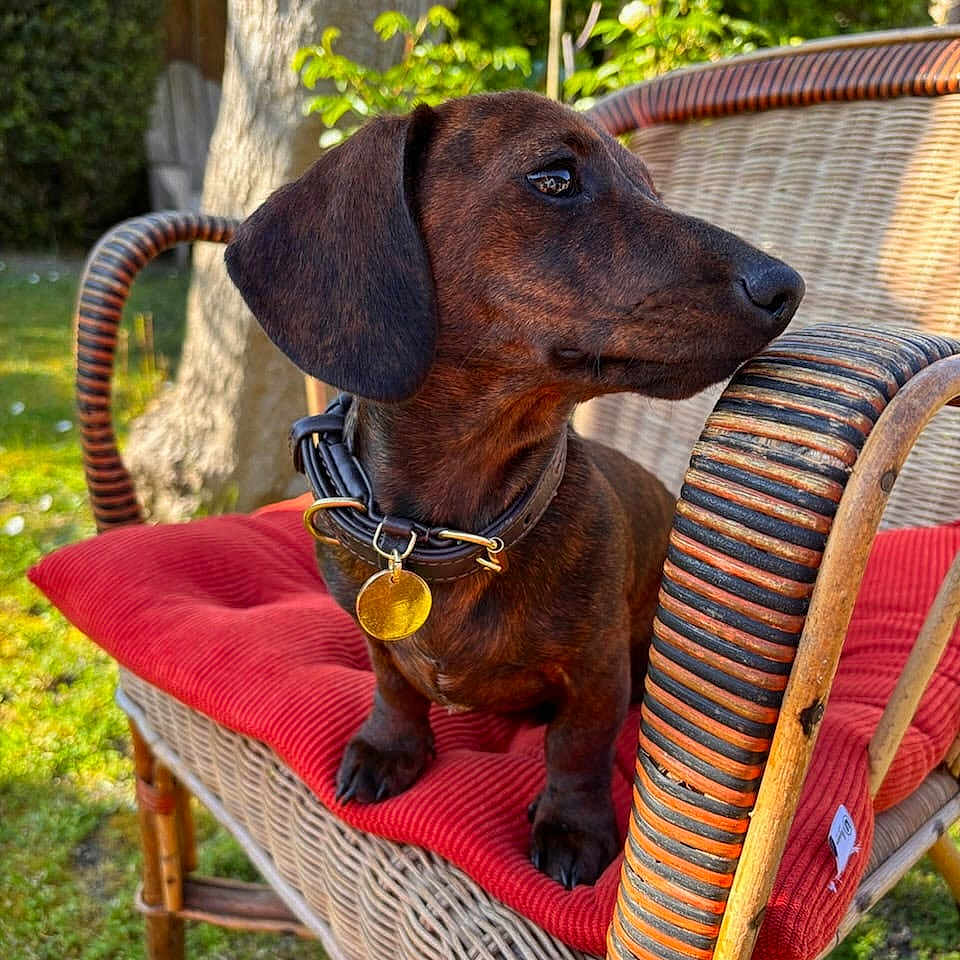 Cookie participe au concours pour gagner de l'argent avec cette photo : dachshund, dog, pet, wicker_chair, red_cushion, collar, garden, outdoor, grass, tree, sunlight, animal, mammal, cute, sitting, side_view, nature, relaxing, furniture, domestic_animal