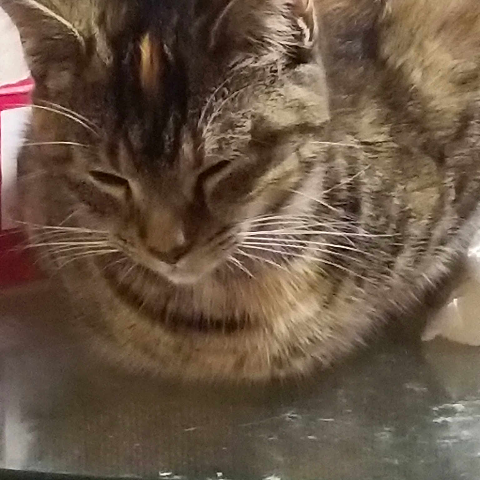 Cookie joined the competition — help win amazing prizes! asian, carnivore, cat, domestic_long_haired_cat, domestic_short_haired_cat, dragon_li, european_shorthair, felidae, fur, kitten, maine_coon, norwegian_forest_cat, small_to_medium_sized_cats, snout, tabby_cat, whiskers, wild_cat