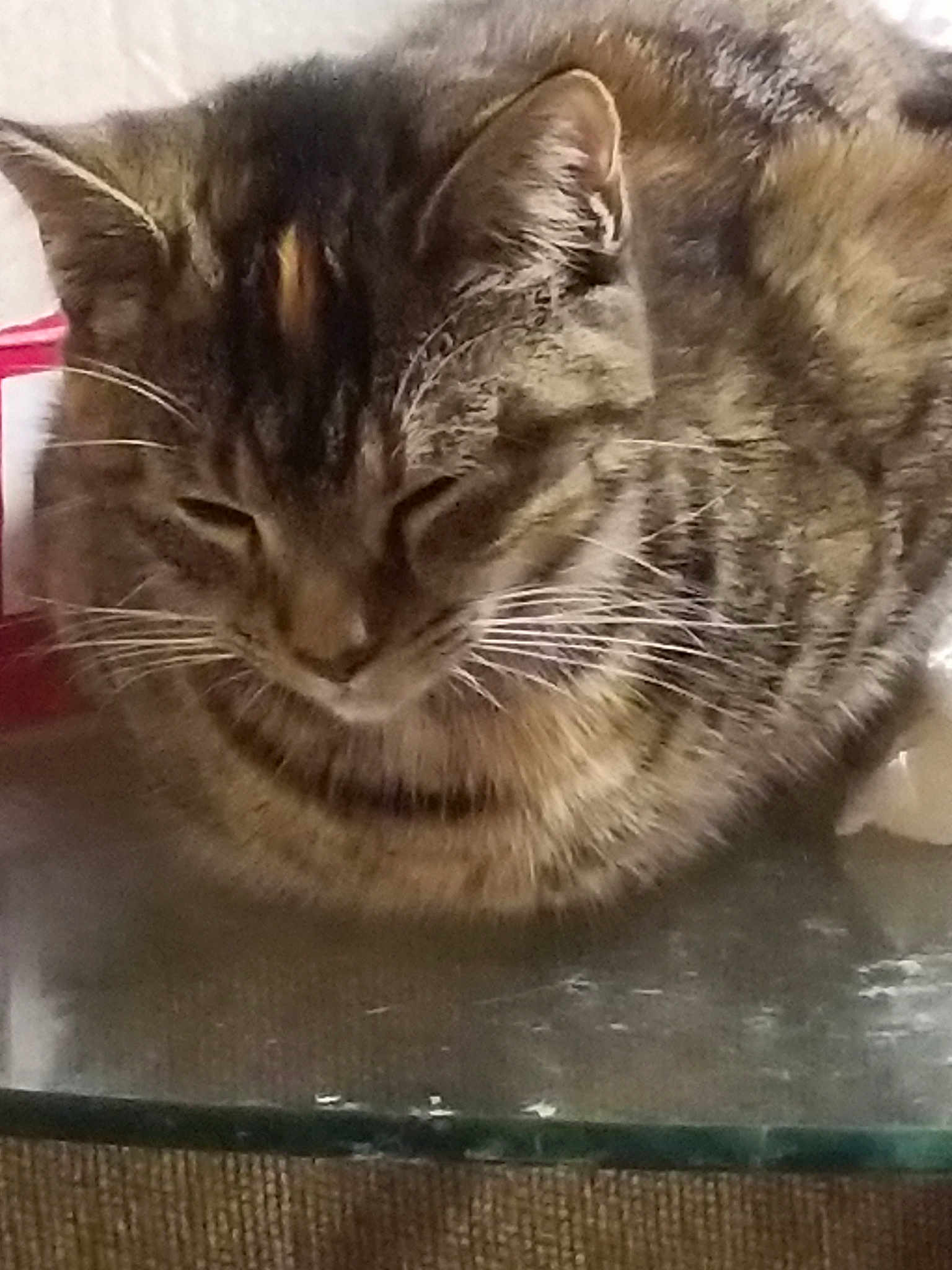 Cookie joined the competition — help win amazing prizes! asian, carnivore, cat, domestic_long_haired_cat, domestic_short_haired_cat, dragon_li, european_shorthair, felidae, fur, kitten, maine_coon, norwegian_forest_cat, small_to_medium_sized_cats, snout, tabby_cat, whiskers, wild_cat