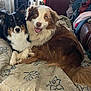 Eztwo joined the competition — help win amazing prizes! animal, australian_shepherd, blanket, blue_eyes, canine, companion, couch, cozy, crate, dog, dogs, fur, home, indoor, laying, pets, relaxed, resting, snuggling, tricolor