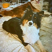 Eztwo joined the competition — help win amazing prizes! animal, bed, black_and_white, blanket, brown, canine, companion, cozy, cute, dog, fur, happy, household, indoor, light, pet, playful, relaxed, resting, window
