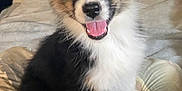 Eztwo joined the competition — help win amazing prizes! animal, bedroom, black, cute, dog, ears, fluffy, fur, happy, indoor, nose, pet, pillow, puppy, sitting, smiling, tan, tongue, white, young