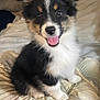animal, bedroom, black, cute, dog, ears, fluffy, fur, happy, indoor, nose, pet, pillow, puppy, sitting, smiling, tan, tongue, white, young