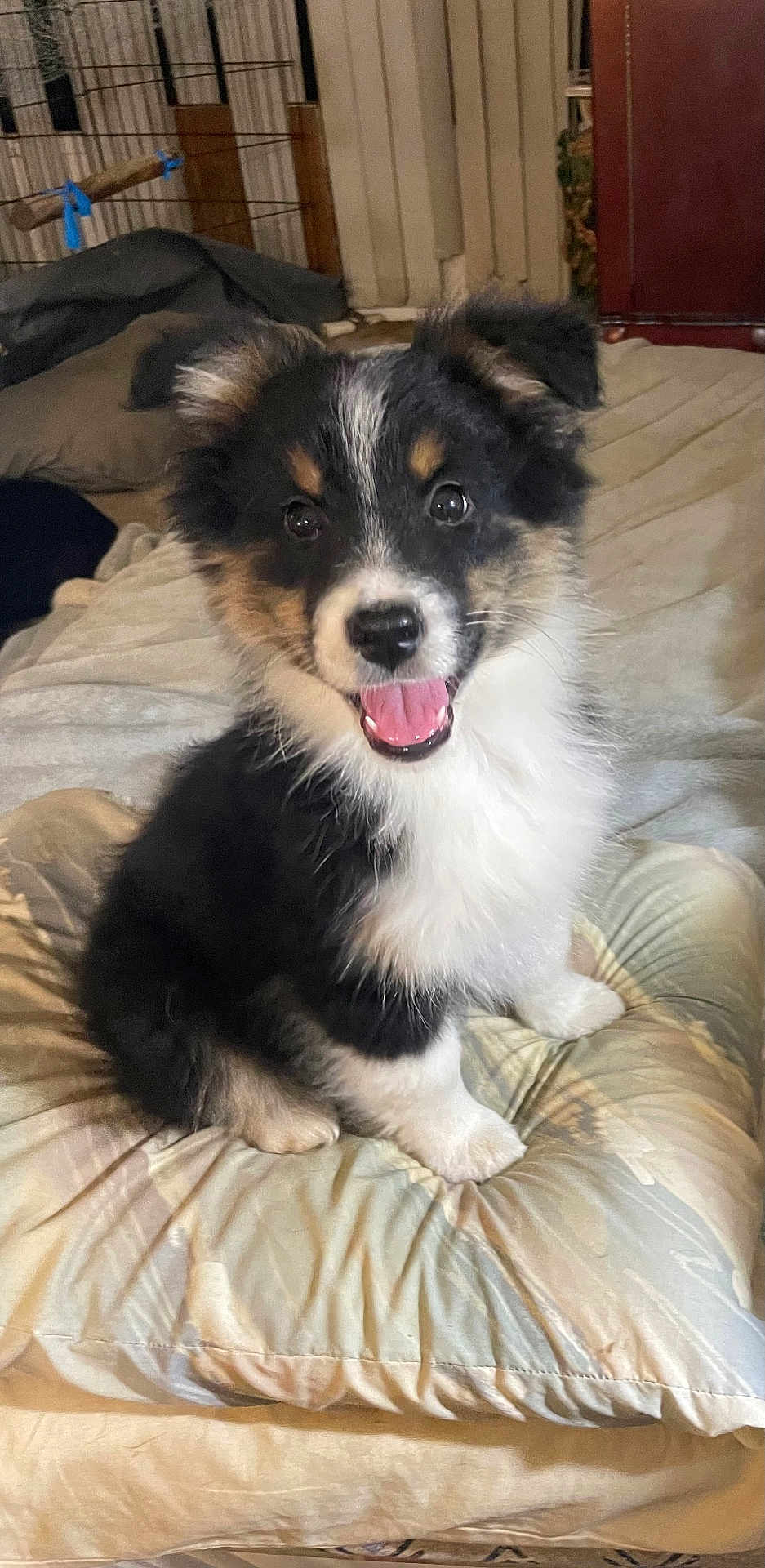 Eztwo joined the competition — help win amazing prizes! animal, bedroom, black, cute, dog, ears, fluffy, fur, happy, indoor, nose, pet, pillow, puppy, sitting, smiling, tan, tongue, white, young