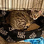 cat, tabby, pet_bed, cozy, cage, indoor, resting, animal, feline, striped, fur, ears, whiskers, carpet, comfort, sleeping_area, home, cushion, quiet, relaxed