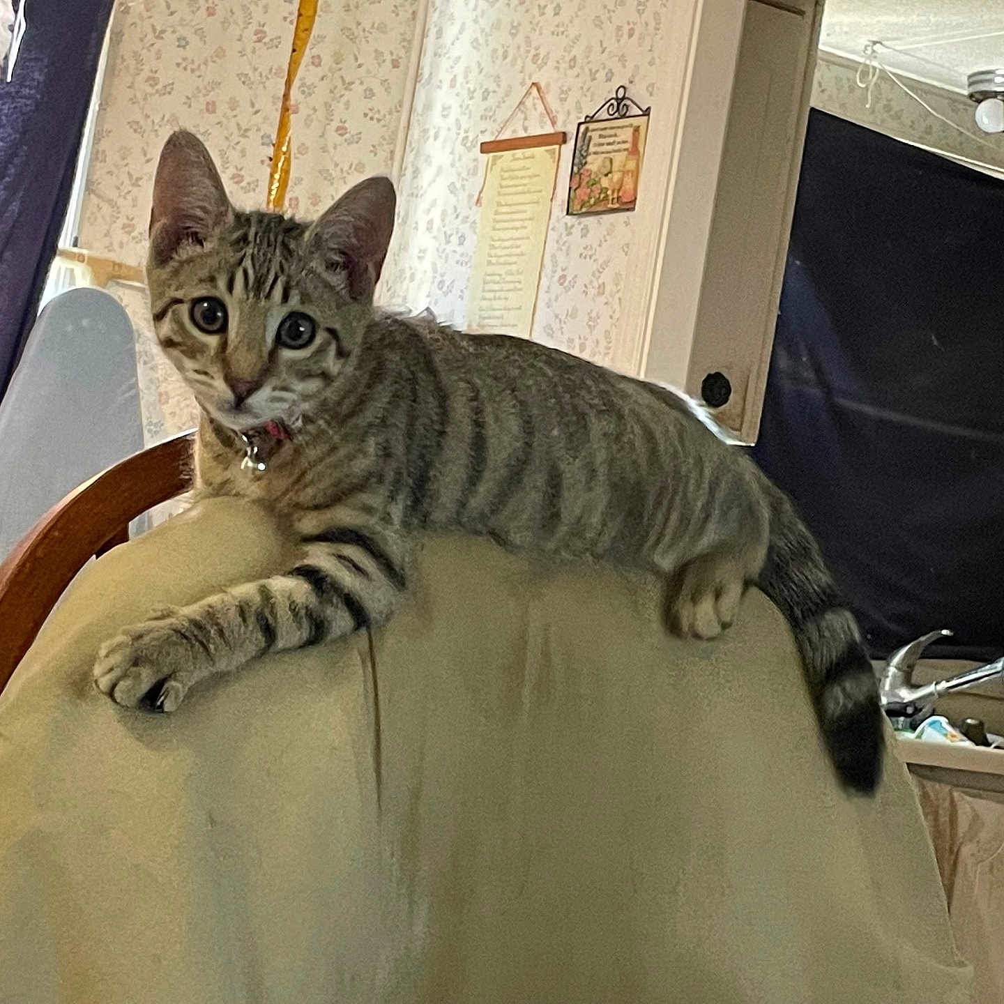Tiger joined the competition — help win amazing prizes! animal, cat, chair, claws, collar, curious, cute, domestic, furniture, home, indoor, ironing_board, kitchen, kitten, pet, relaxed, resting, sink, tabby, wallpaper