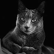 Daisy participe au concours pour gagner de l'argent avec cette photo : cat, feline, black_and_white, portrait, close_up, animal, pet, whiskers, ears, eyes, paws, fur, short_hair, sitting, resting, blanket, indoor, dramatic_lighting, monochrome, symmetrical