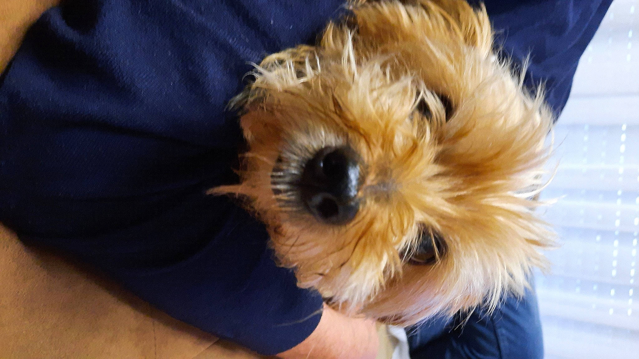 Ema participe au concours pour gagner de l&#x27;argent avec cette photo : canidae, carnivore, companion_dog, dog, dog_breed, dog_supply, fur, maltepoo, non_sporting_group, small_terrier, snout, sporting_group, terrier, toy_dog, working_animal, yorkipoo