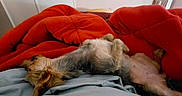 Poupi participe au concours pour gagner de l'argent avec cette photo : dog, bed, blanket, red_blanket, sleeping, indoor, fur, pet, cozy, relaxed, lying_down, comfort, animal, resting, paw, fur_color_mixed, small_dog, sleep, home, blanket_fold