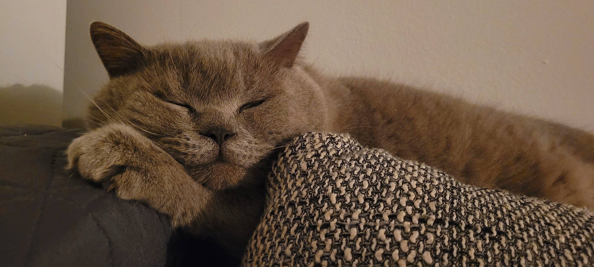 Maty a rejoint le concours — aidez-le/la à gagner de superbes lots ! carnivore, cat, claw, comfort, domestic_short_haired_cat, felidae, fur, grey, monochrome, monochrome_photography, nap, paw, sitting, sleep, small_to_medium_sized_cats, snout, tail, terrestrial_animal, whiskers, wildlife